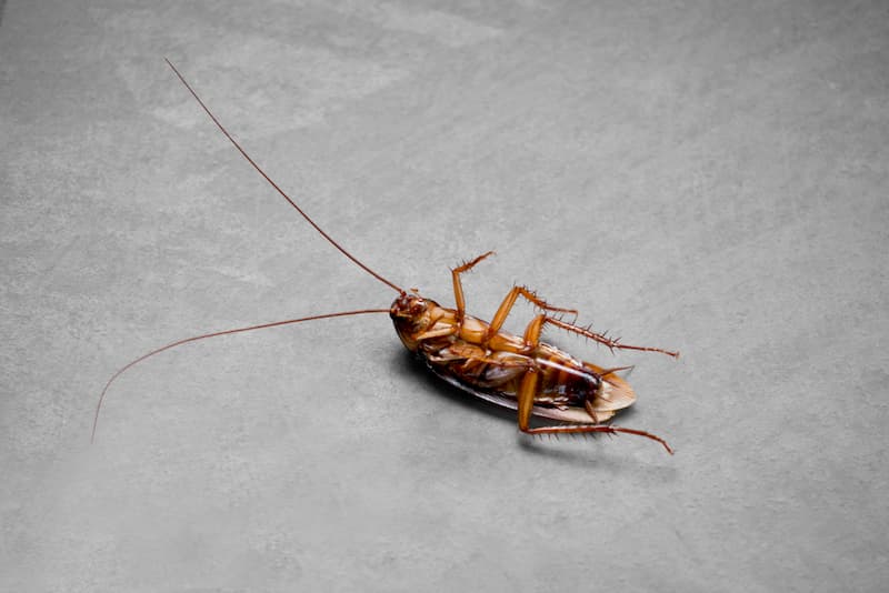 Find The Roach Hotspots In Your Home