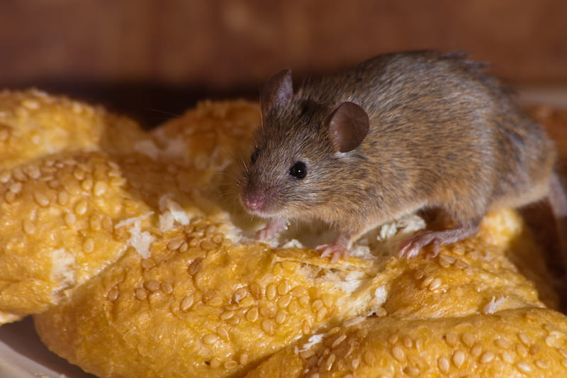 Can Rodents Transmit Coronavirus