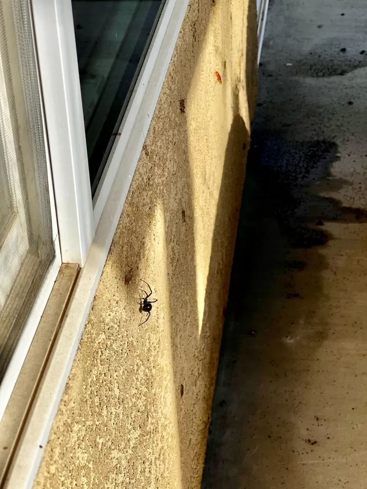 Cricket, Cockroach, and Black Widow Pest Control in Bakersfield, CA