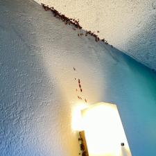 German Cockroach Infestation in West Bakersfield, CA 1