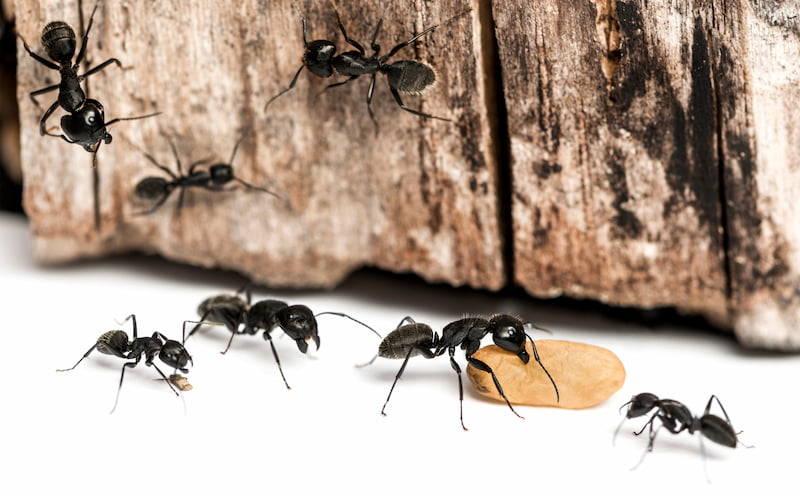 Are You Accidentally Inviting Ants Into Your Home