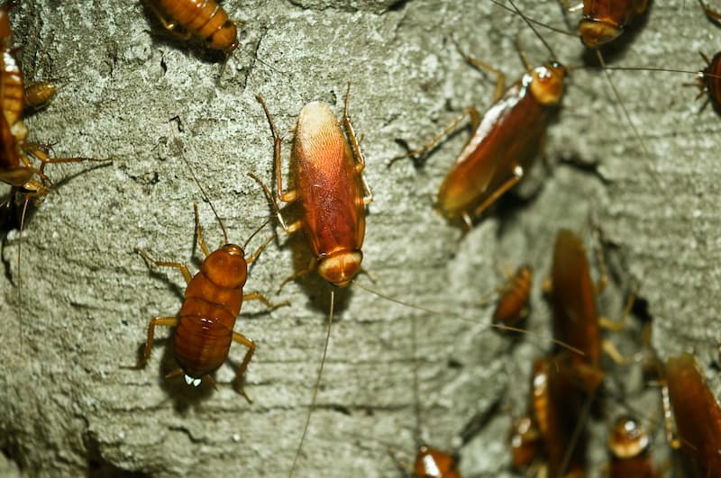 Cockroach treatment