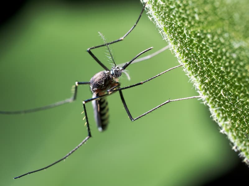 Mosquito treatment