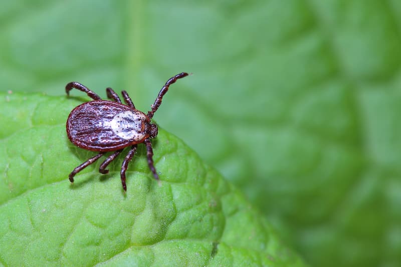 Tick removal